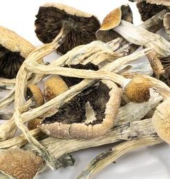 DRIED MUSHROOMS